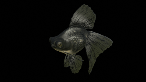 Broadtail Moor goldfish preview image